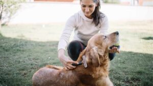 Female dog owner brushes Golden Retriever double coat