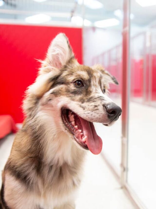 Things You Should Definitely Pack For Dog Boarding