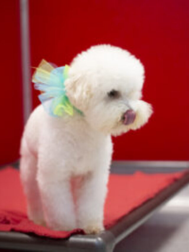 Why You Should Dog Board Your Dog Over The Holidays