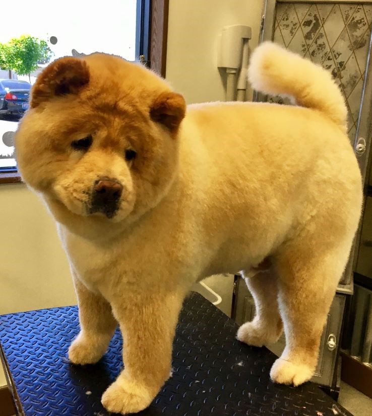 The Dog Stop® - Dog Grooming example