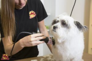 A long haired dog getting groomed at The Dog Stop®