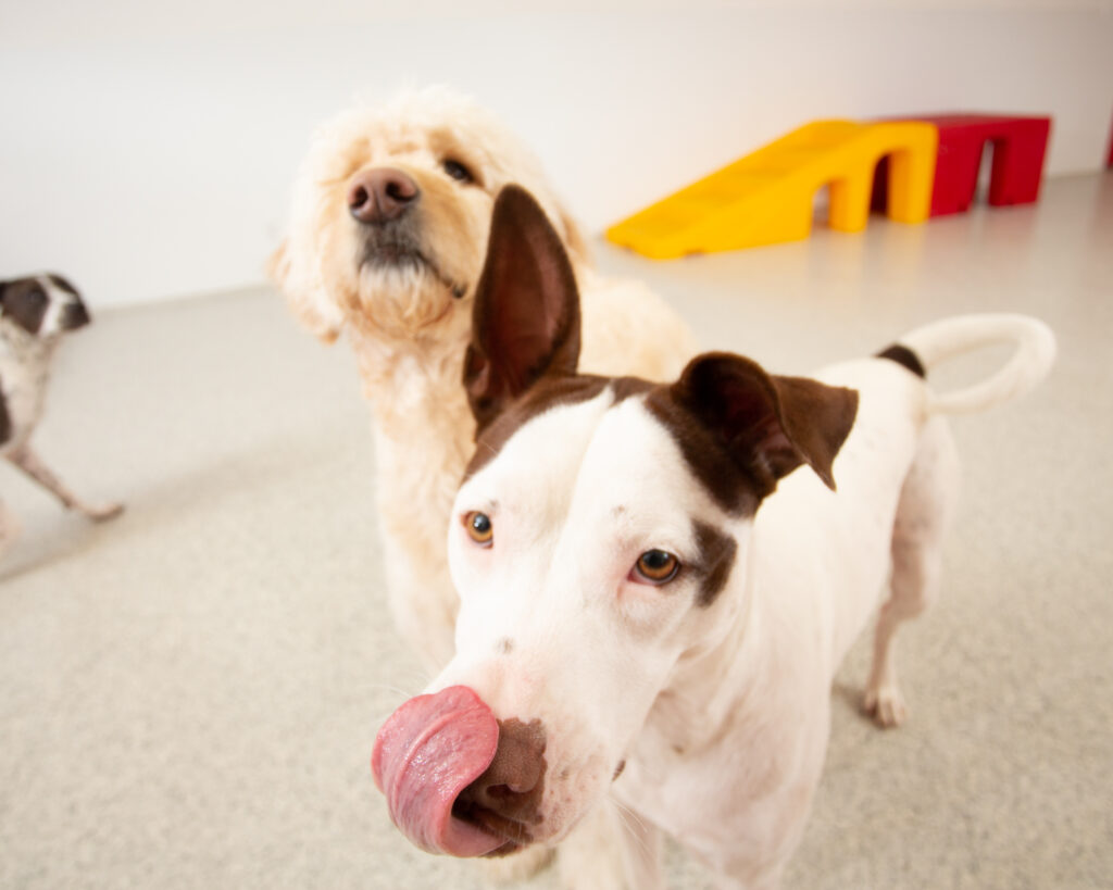 the dog stop stuart_ 7-29-19-84