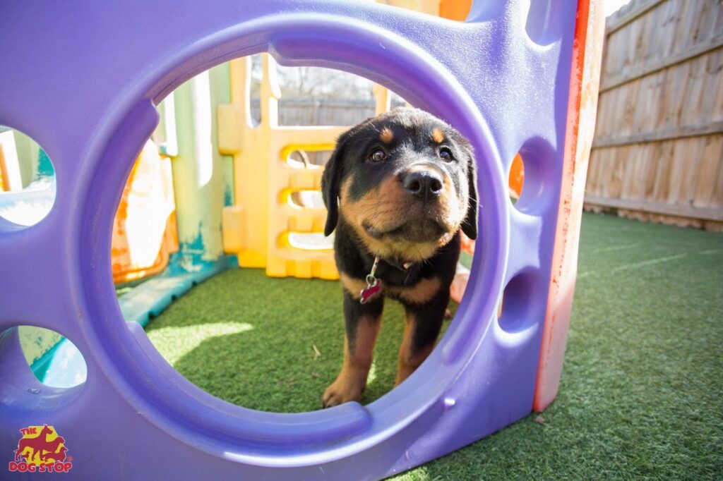 Puppy playing in outdoor area at The Dog Stop® 