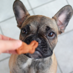 dog treat