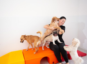 The Dog Stop® - Sewickley PA -doggie daycare 2