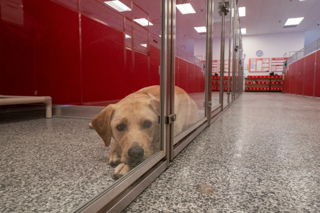 Dog laying down in kennel at the Dog Stop