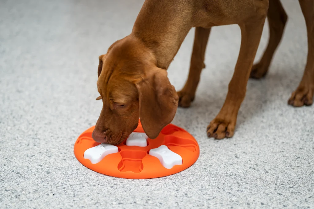 indoor dog enrichment - Dog playing with puzzle toy