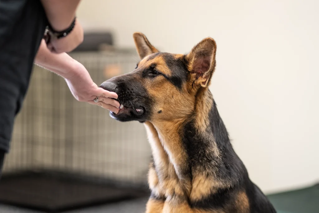 Person putting hand out for dog to smell