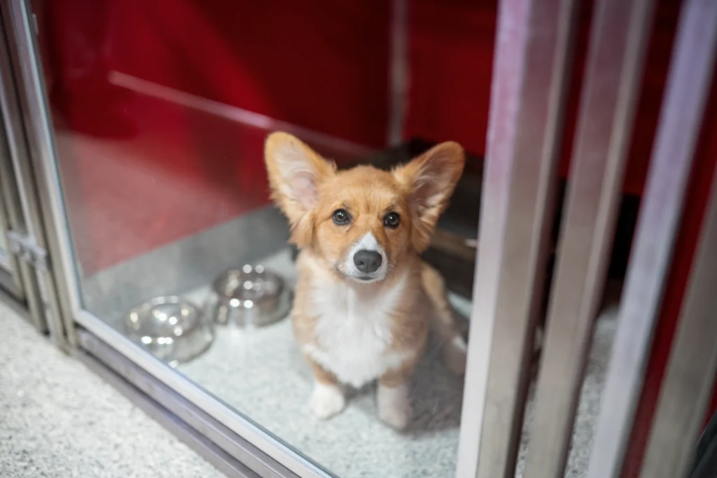 Corgi sitting comfortably at The Dog Stop®