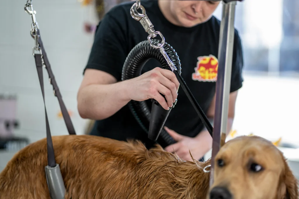 Golden retriever getting groomed in the winter at The Dog Stop®