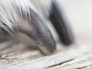 How To Trim Dog Nails That Are Overgrown; Dog Nails