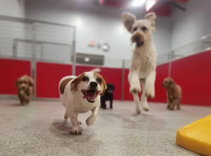 how to choose the right dog food