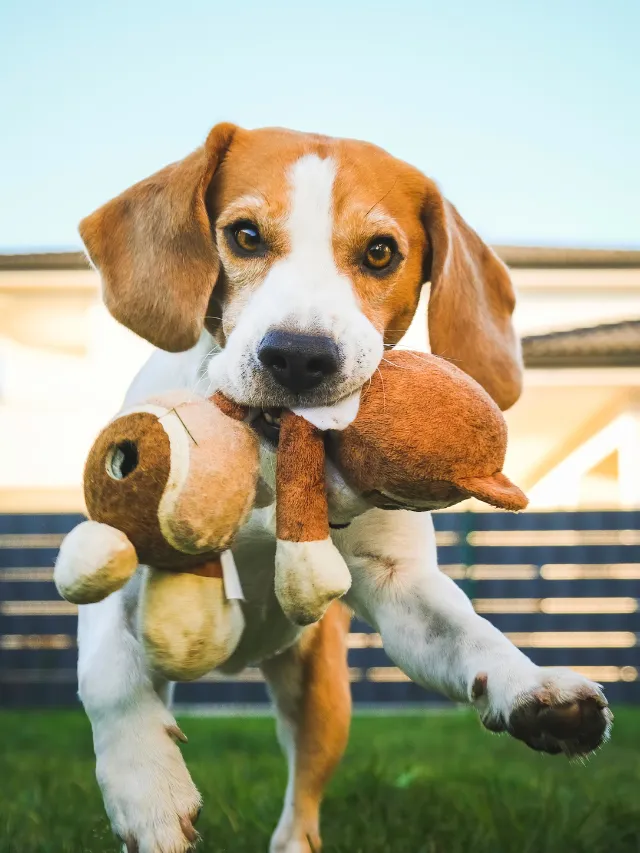 The Best Interactive Dog Toys