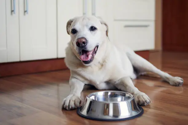 how to choose the right dog food