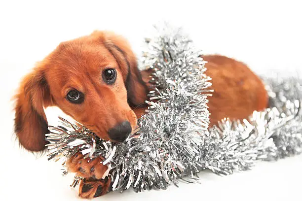 dog-friendly decorating tips